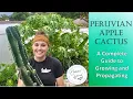 Peruvian Apple Cactus Your Complete Guide to Growing and Propagating