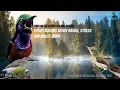 Download Lagu Terapi Burung Konin Bahan, Stress Dan Macet Bunyi Agar Gacor Kembali