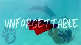 SHORT ~ UNFORGETTABLE ~ Our close encounter with WILD DOLPHINS