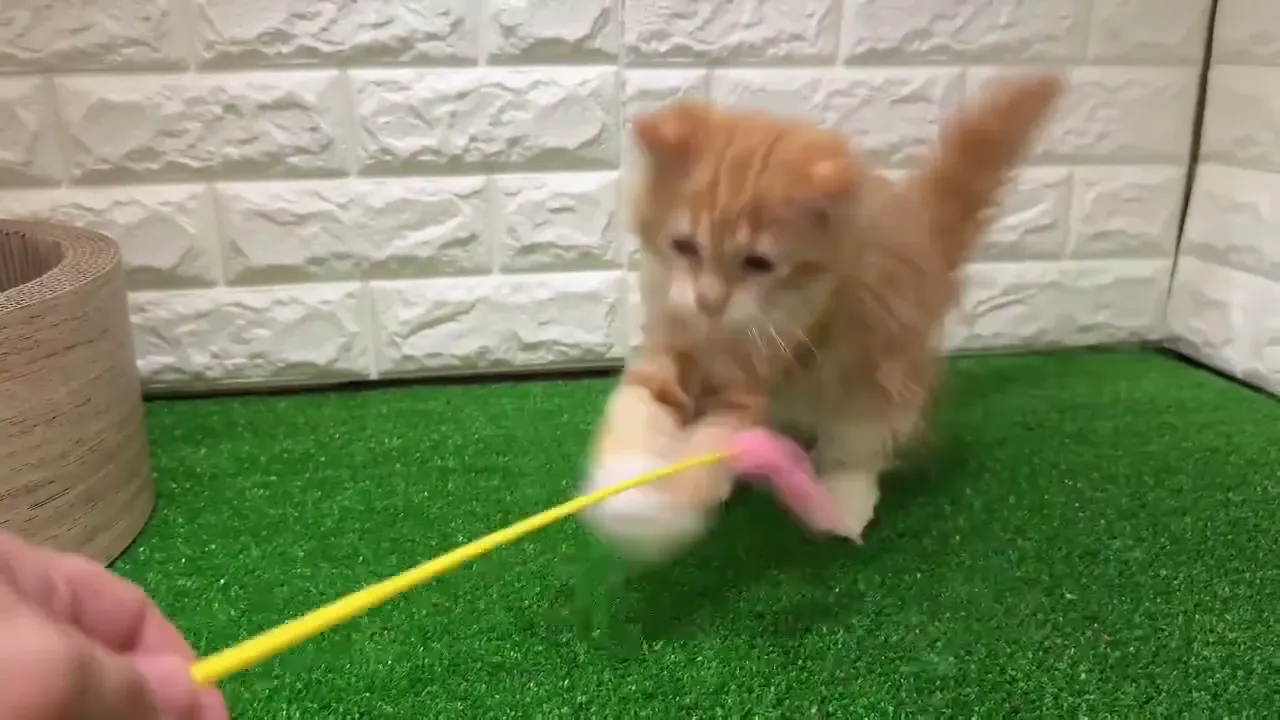 動画