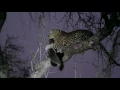 Download Lagu Leopard VS Honey Badger at Jock Safari Lodge, Kruger National Park.