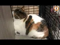 This Cat Was Ignored at the Shelter for 2 Years Until the Night Camera Revealed the Truth