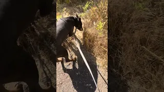 #life #world #pets #doberman #fyp #vlog #dream