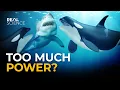 The Insane Biology of The Orca
