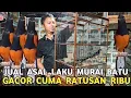 Lagu JUAL ASAL LAKU AJA || MURAI BATU JTN GACORAN CUMA RATUSAN RIBU DI PASAR BURUNG PRAMR