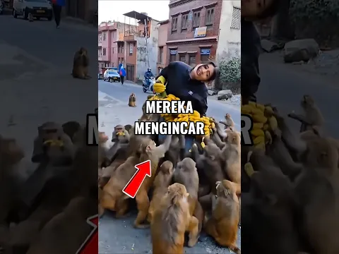 Gadis Ini Dikepung Monyet! Ternyata Mereka Mengincar Ini 😱