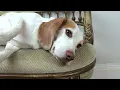 Dog Surprised with GIANT Orange!