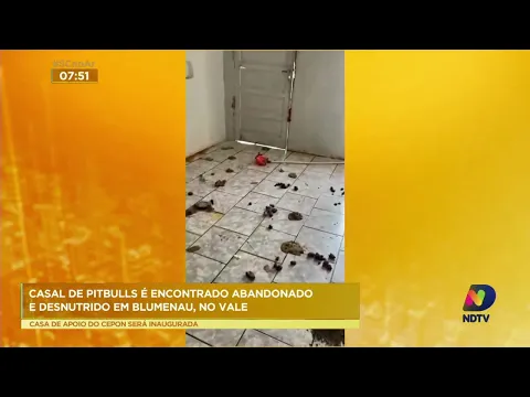 Casal de pitbulls é encontrado abandonado e desnutrido em Blumenau