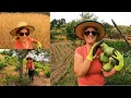 Download Lagu PRIMEIRA COLHEITA DE #COURGETES TIRAMOS OS MAMÕES #CENTEIO DOURADO