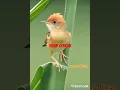 Download Lagu salome /cici padi kepala merah gacor