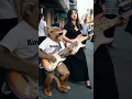Lagu Viral Monyet Main Gitar di Kafe Indonesia #shorts #monkey #reels
