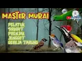 Download Lagu MASTERAN MURAI pelatuk-srindit-prenjak betina-jenggot-gereja tarung #murai #masteranmurai #masteran