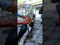 Download Lagu ayam wido postur tubuh proporsional lagi #ayam #chicken #animals #funny