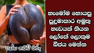 ඔබ මේවා දකින්නේ ජිවිතේ පළමු වතාවට EP:516