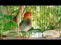 Download Lagu Suara PIKAT Prenjak kepala merah JANTAN gacor Ngotot NGALAS memanggil prenjak lain
