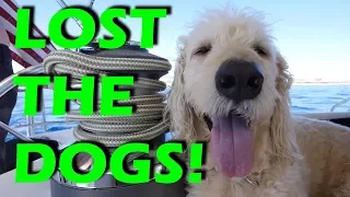 We Lost the Dogs! – Sailing Doodles -S2:E18