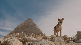 تذكرة لكلب بلدي 