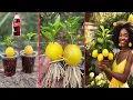Download Lagu Growing a Lemon Tree from a Lemon Fruit | Nature’s Amazing Miracle | our Garden |