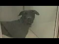 St Louis County waives pet adoption fees