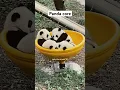 Lagu Panda core #panda #cuteanimals #animals