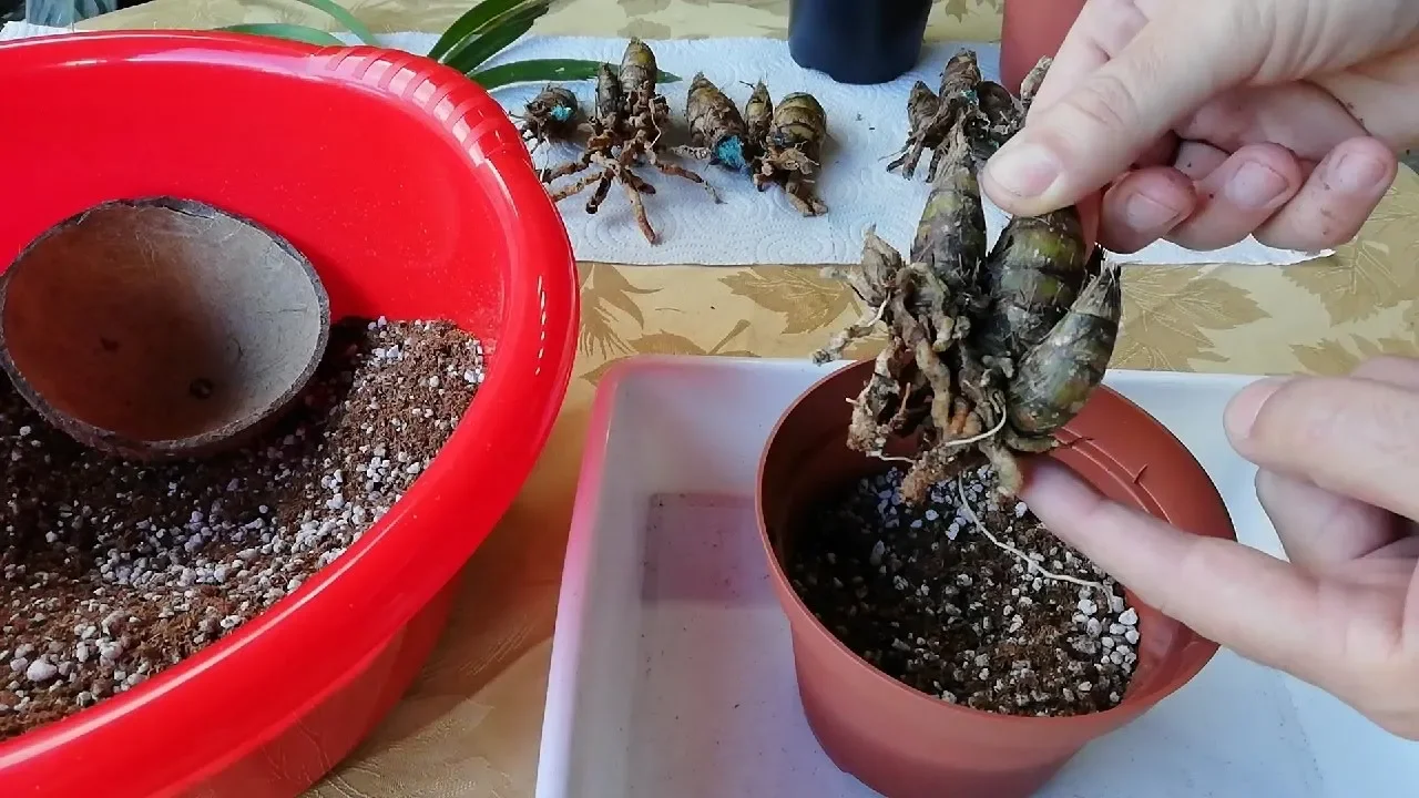 COMO REPRODUCIR ORQUIDEAS CYMBIDIUM POR BULBO O PSEUDOBULBO