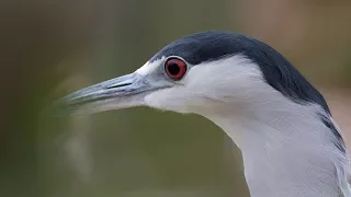 Black Crowned Night Heron With Call Sound 