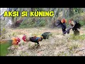 Download Lagu DUA ORI MENDATANGI SI KUNING KARNA MERASA TERGANGGU DENGAN SUARA KOKOKNYA