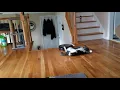 Cat versus room Roomba