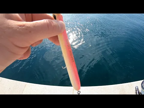 Download MP3 Bluefish on Hunt House Needle Stylo 205mm Adriatic Sea Crikvenica
