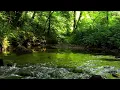 Download Lagu VOGELGEZANG, 8 UUR ONTSPANNENDE NATUURGELUIDEN, NACHTEGAAL VOGELGEZANG