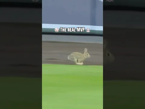 Rabbit Runs Onto Baseball Field!