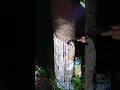 Lagu Rubber tapping #latex #rubber #estate