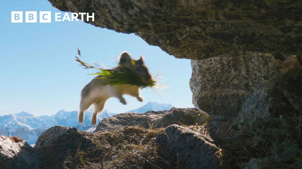 Outline Video Cute Pika Steals Food From Neighbours | 4K UHD | Mammals | BBC Earth