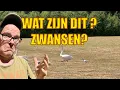 Download Lagu 806 WE SPOTTEN VREEMDE BEESTEN, WAT ZIJN DIT?