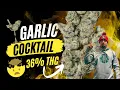 How High Can You Get Garlic Cocktail Testing At 30-36 THC