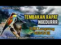 Download Lagu MASTERAN BURUNG TEMBAKAN RAPAT ! DURASI KERJA NGEDURR Bikin langsung  ditengok semua JURI