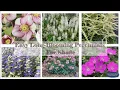 Easy Long-Blooming Perennials for Shade