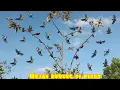 Download Lagu cara bikin pulut burung super lengket lihat hasil nya panen burung