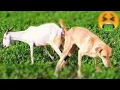 Download Lagu Baby Girl Is Being Raised By Six German Shepherds | The Dodos, WHDD