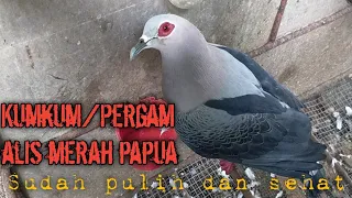 Download Kum kum /pergam papua hasil berburu..sudah doyan makan MP3