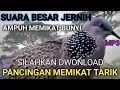 Lagu SUARA BURUNG TEKUKUR DEKUKUR GACOR LOKAL ALAM LIAR, CEPAT TERPANCING BUNYI MP3