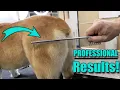 How to De-Shed Your Dog Like a Pro 3 Professional Tools You NEED