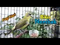 Download Lagu Pleci GACOR in de ochtend voor snel pleci-vissen