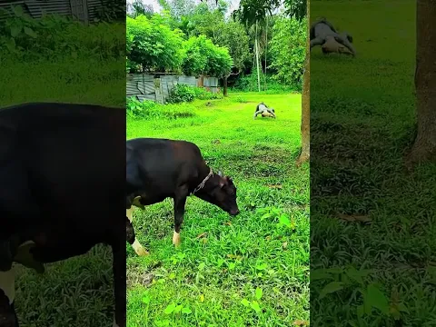 Takot sa kanya ang baka