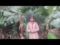 Download Lagu Surat Al Alaq (The Clot)  Children Memorise kids Learning quran by touqeer ahmad khan