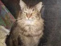 Monmouth County SPCA