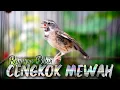 Download Lagu BLACKTHROAT GACOR SUARA JERNIH UNTUK MASTERAN KENARI #100