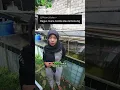 Lagu Perbedaan Penggunaan Azolla dan Lemna