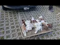 Download Lagu Rynek targ Wysokie Mazowieckie 05/07//2025 🕊🐓#shorts #pigeons #ptaki #króliki #kury #gołębie
