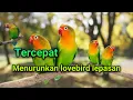 Download Lagu Suara Pikat Lovebird Lepasan